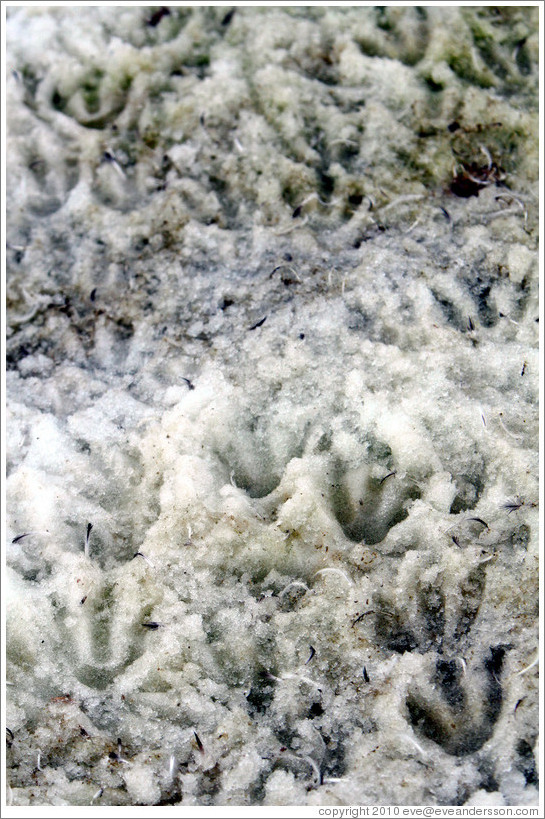 Gentoo Penguin footprints in the snow.