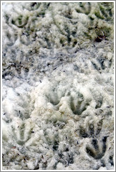 Gentoo Penguin footprints in the snow.