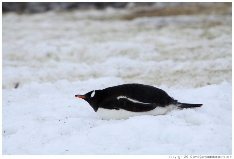 Gentoo Penguin resting in the snow.