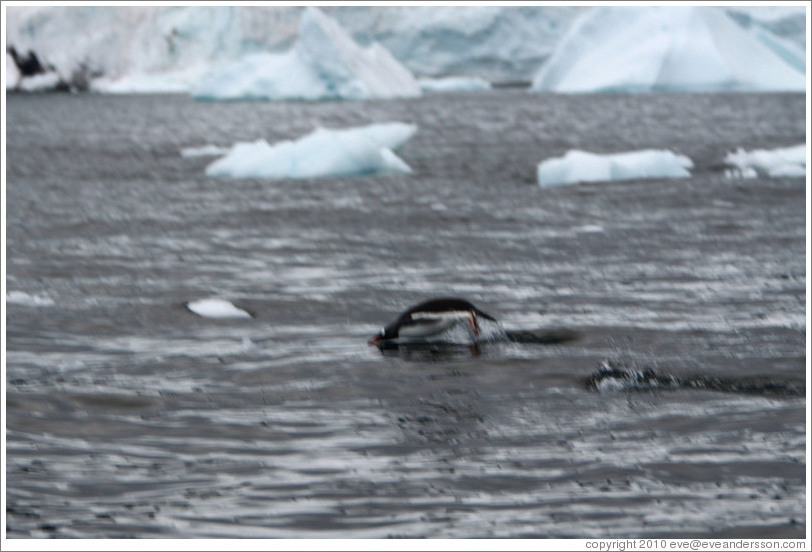 Gentoo Penguin porpoising.