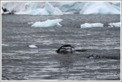 Gentoo Penguin porpoising.