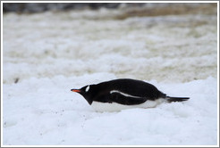 Gentoo Penguin resting in the snow.