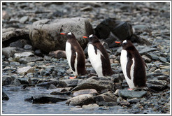 Three Gentoo Penguins at the water's edge.