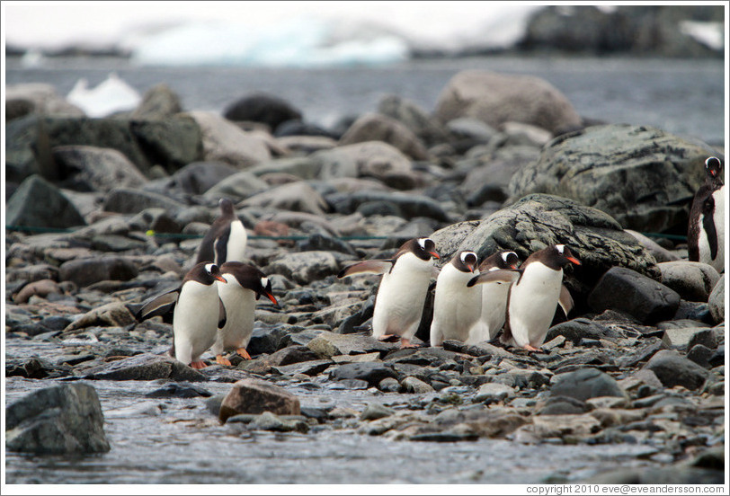 Gentoo Penguins at the water's edge.