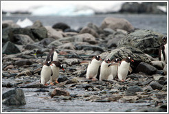 Gentoo Penguins at the water's edge.