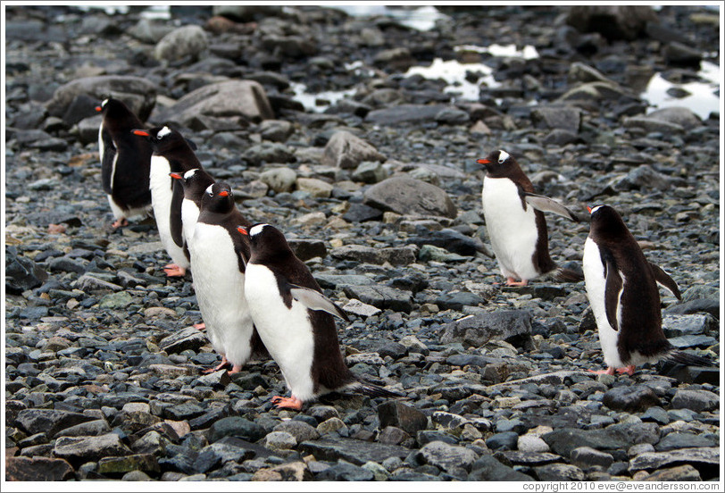 Gentoo Penguins lined up at the water's edge.