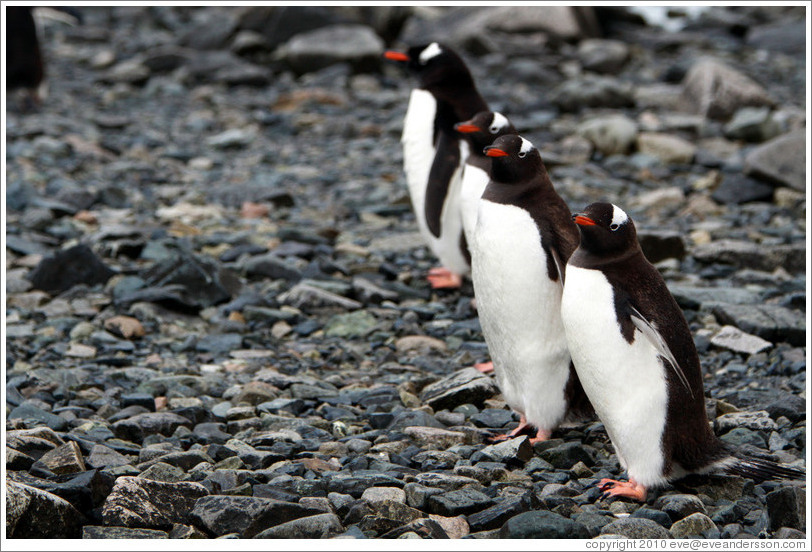 Gentoo Penguins lined up at the water's edge.