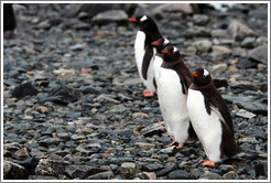 Gentoo Penguins lined up at the water's edge.