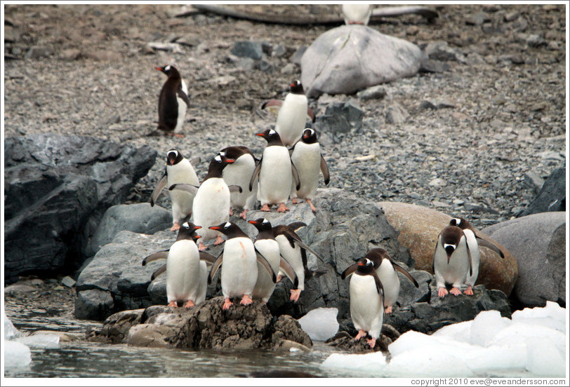 Gentoo Penguins at the water's edge.