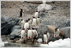 Gentoo Penguins at the water's edge.