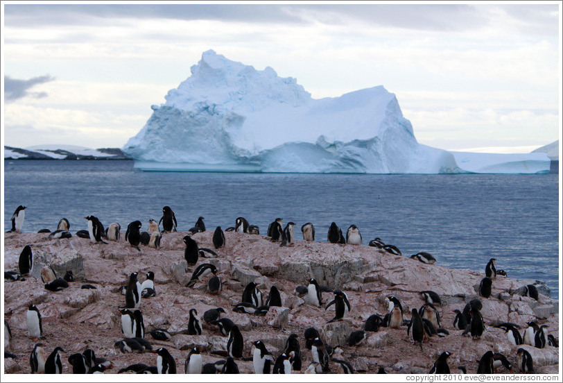 Gentoo Penguins with an iceberg behind.