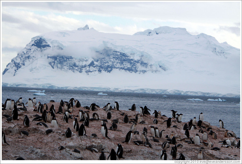 Gentoo Penguins with snowy mountains behind.