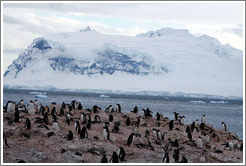 Gentoo Penguins with snowy mountains behind.