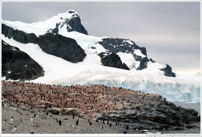 Gentoo Penguins with snowy mountains behind.