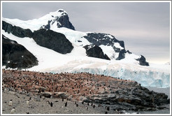 Gentoo Penguins with snowy mountains behind.