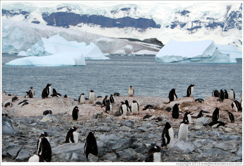 Gentoo Penguins with snowy mountains behind.