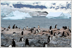 Gentoo Penguins with snowy mountains behind.