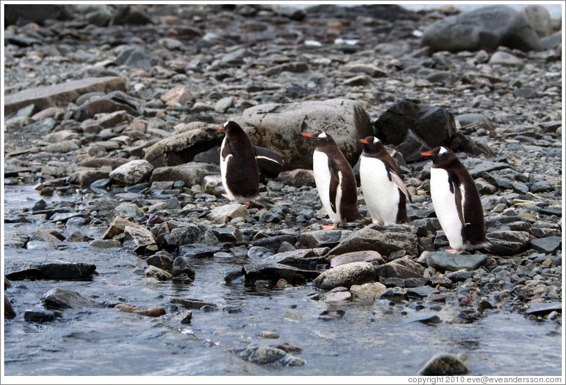 Gentoo Penguins lined up at the water's edge.