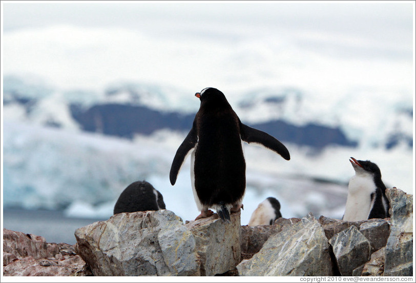 Gentoo Penguins overlooking snowy mountains.