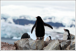 Gentoo Penguins overlooking snowy mountains.