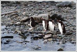 Gentoo Penguins lined up at the water's edge.