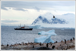 Gentoo Penguins, icebergs, snowy mountains, and the Polar Pioneer.