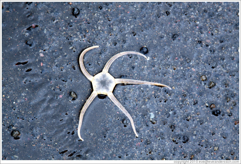 Brittle star.