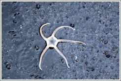 Brittle star.