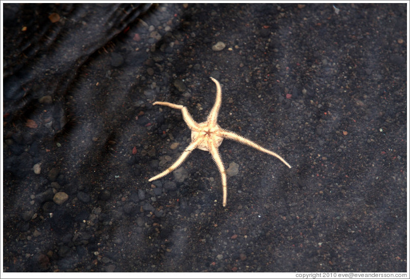 Brittle star.