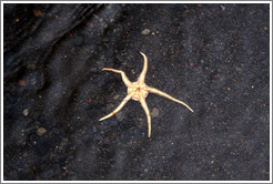 Brittle star.