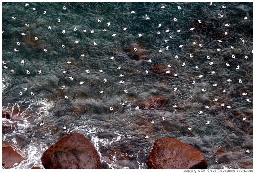 Storm Petrels swimming below Neptune's Window.