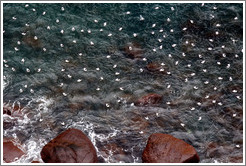 Storm Petrels swimming below Neptune's Window.