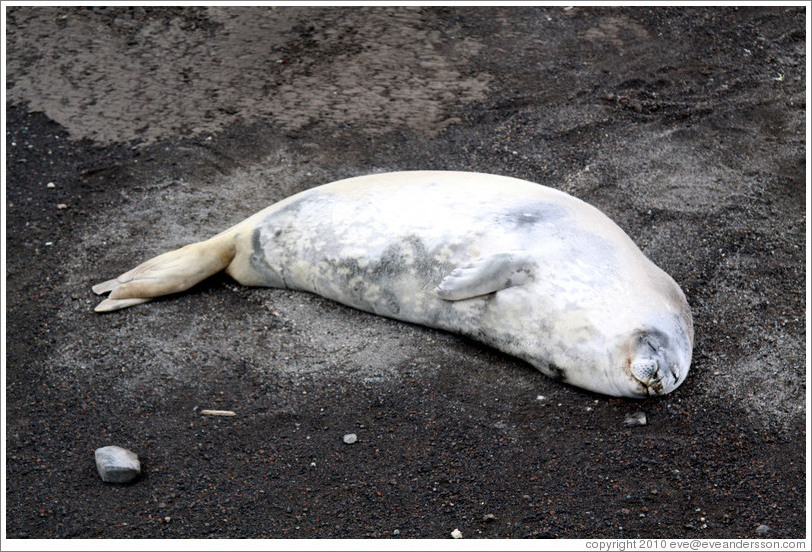 Crabeater seal, resting.