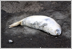 Crabeater seal, resting.