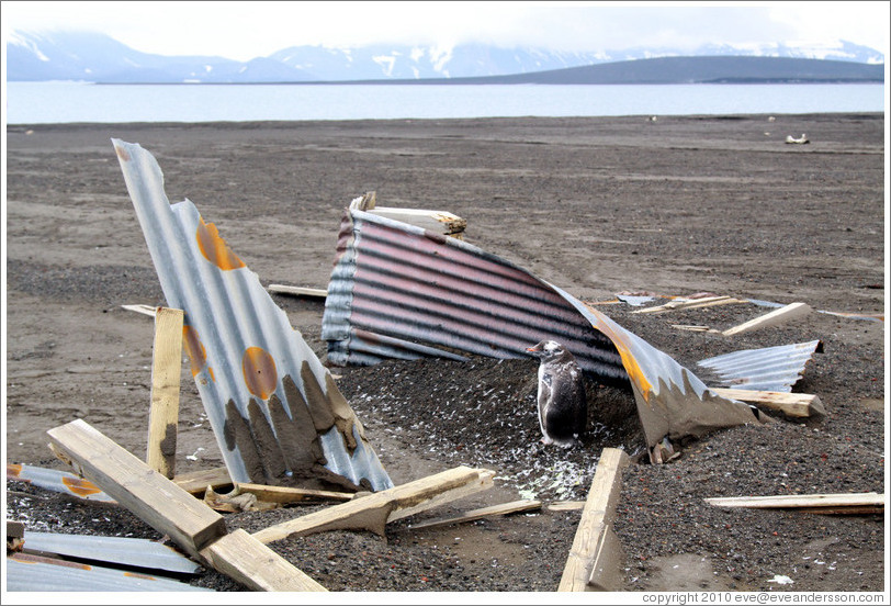 Young Gentoo Penguin sheltering in the remains of a building, Whaler's Bay.