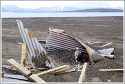 Young Gentoo Penguin sheltering in the remains of a building, Whaler's Bay.