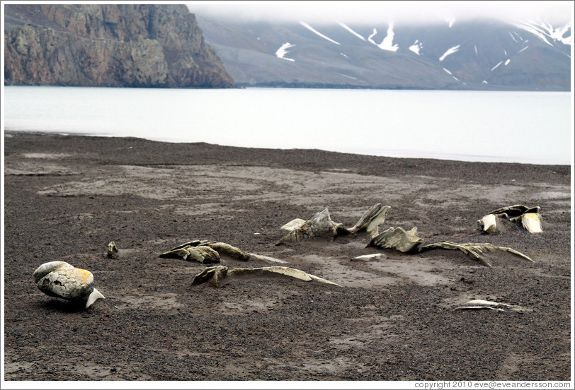 Remains, Whaler's Bay.