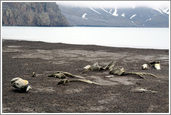 Remains, Whaler's Bay.