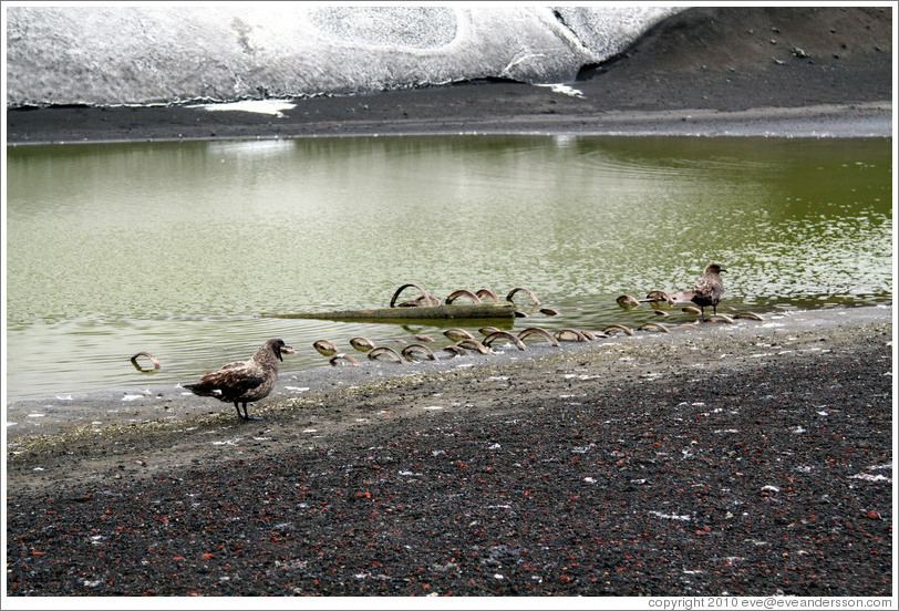 Brown skuas and detritus, Whaler's Bay.