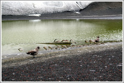 Brown skuas and detritus, Whaler's Bay.