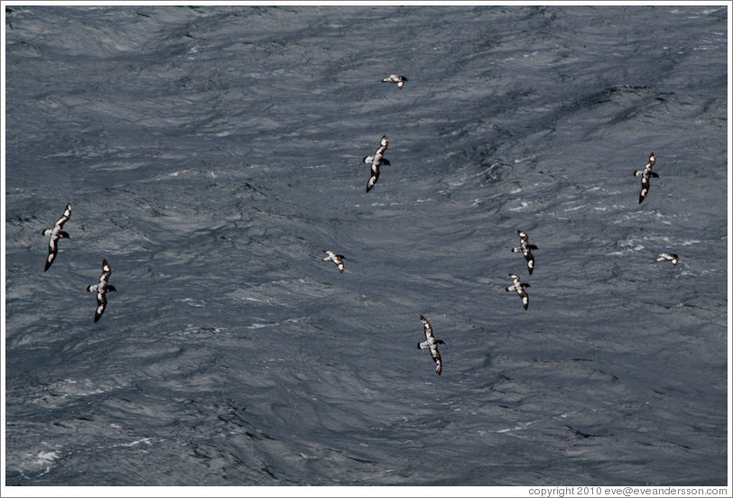 Storm petrels flying alongside the boat.