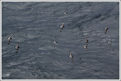 Storm petrels flying alongside the boat.