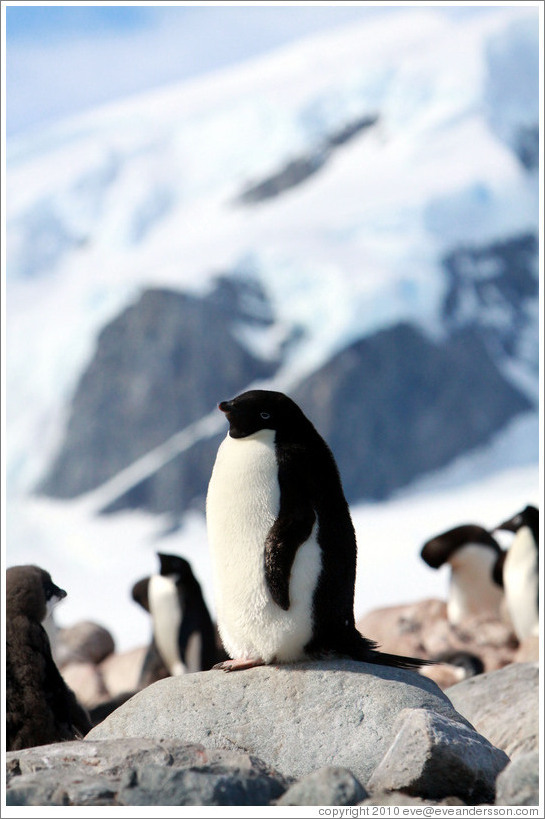 Ad?e Penguin standing on a rock.