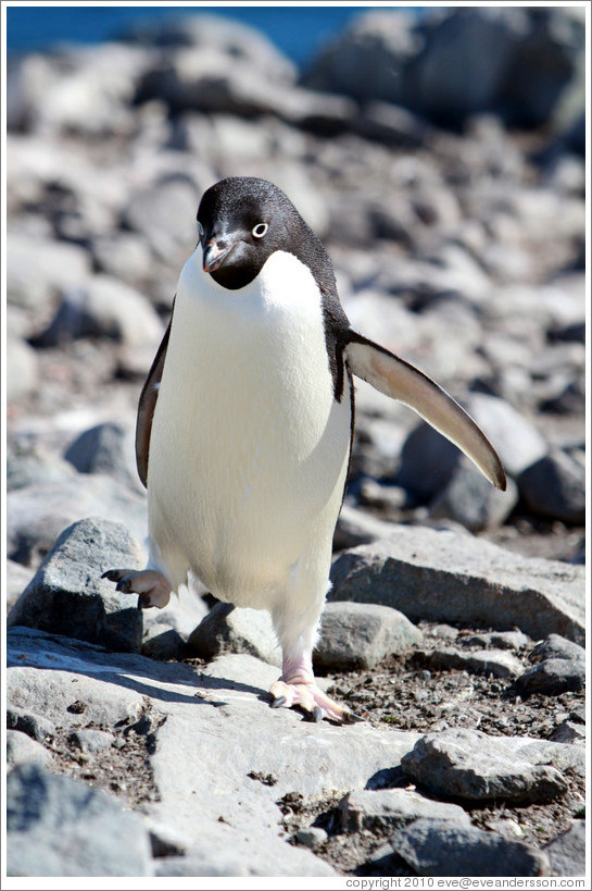 Ad?e Penguin walking.