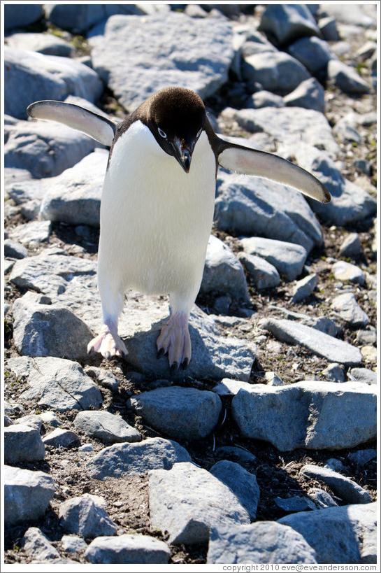 Ad?e Penguin walking.