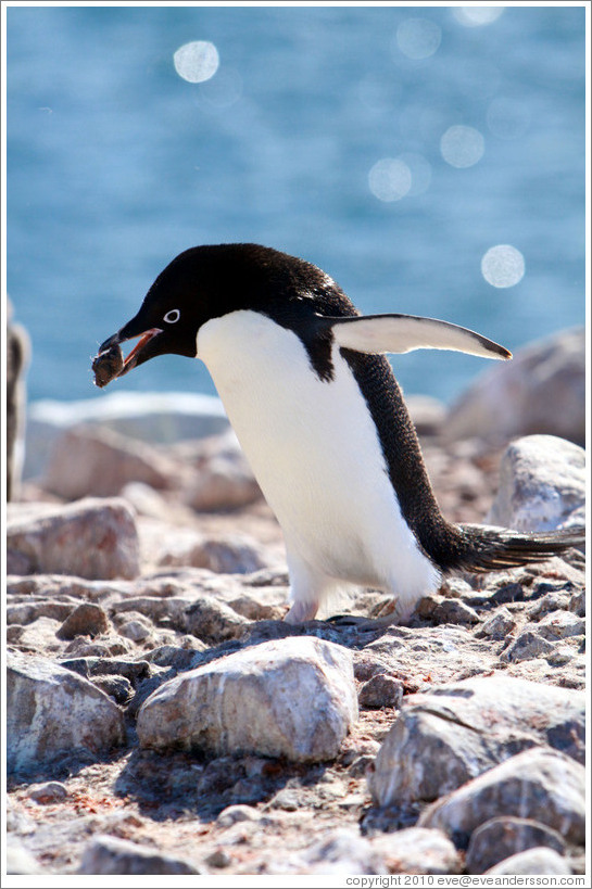 Ad?e Penguin carrying rock for nest.