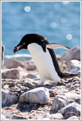 Ad?e Penguin carrying rock for nest.