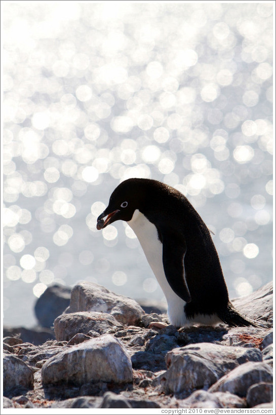 Ad?e Penguin carrying rock for nest.