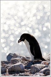 Ad?e Penguin carrying rock for nest.