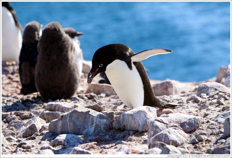 Ad?e Penguin carrying rock for nest.